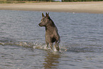 female Thai Ridgeback