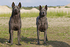 female Thai Ridgebacks