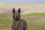 female Thai Ridgeback