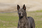 female Thai Ridgeback