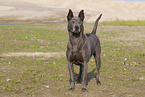 female Thai Ridgeback