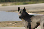 female Thai Ridgeback