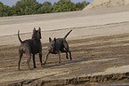 female Thai Ridgebacks