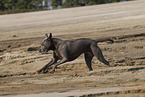 female Thai Ridgeback