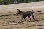 female Thai Ridgeback