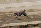 female Thai Ridgeback