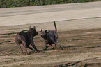 female Thai Ridgebacks