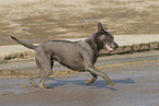 female Thai Ridgeback