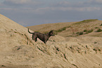 female Thai Ridgeback