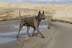 female Thai Ridgeback