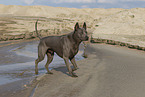 female Thai Ridgeback