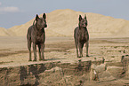 female Thai Ridgebacks