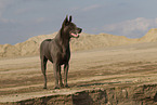 female Thai Ridgeback