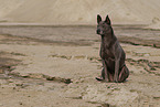 female Thai Ridgeback