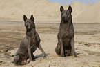 female Thai Ridgebacks