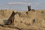 female Thai Ridgebacks