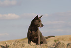 female Thai Ridgeback