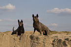 female Thai Ridgebacks