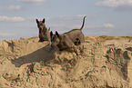 female Thai Ridgebacks