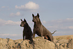 female Thai Ridgebacks