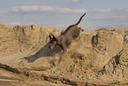 female Thai Ridgeback