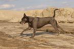 female Thai Ridgeback