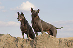 female Thai Ridgebacks