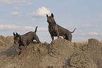 female Thai Ridgebacks