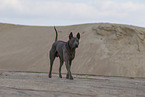 female Thai Ridgeback