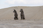 female Thai Ridgebacks