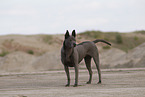 female Thai Ridgeback