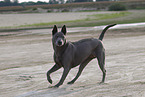 female Thai Ridgeback