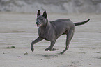 female Thai Ridgeback