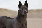 female Thai Ridgeback