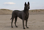 female Thai Ridgeback