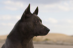 female Thai Ridgeback