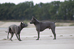 female Thai Ridgebacks