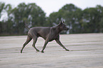 female Thai Ridgeback