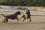 female Thai Ridgebacks