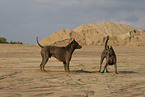 female Thai Ridgebacks