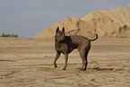 female Thai Ridgeback