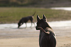 female Thai Ridgebacks