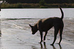 female Thai Ridgeback