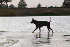 female Thai Ridgeback