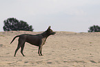 female Thai Ridgeback