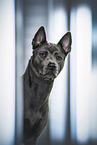 Thai Ridgeback