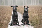 Thai Ridgeback and Doberman-Pinnscher-Mongrel