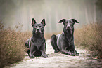 Thai Ridgeback and Doberman-Pinnscher-Mongrel