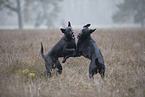 Thai Ridgeback and Doberman-Pinnscher-Mongrel