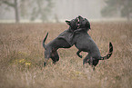 Thai Ridgeback and Doberman-Pinnscher-Mongrel